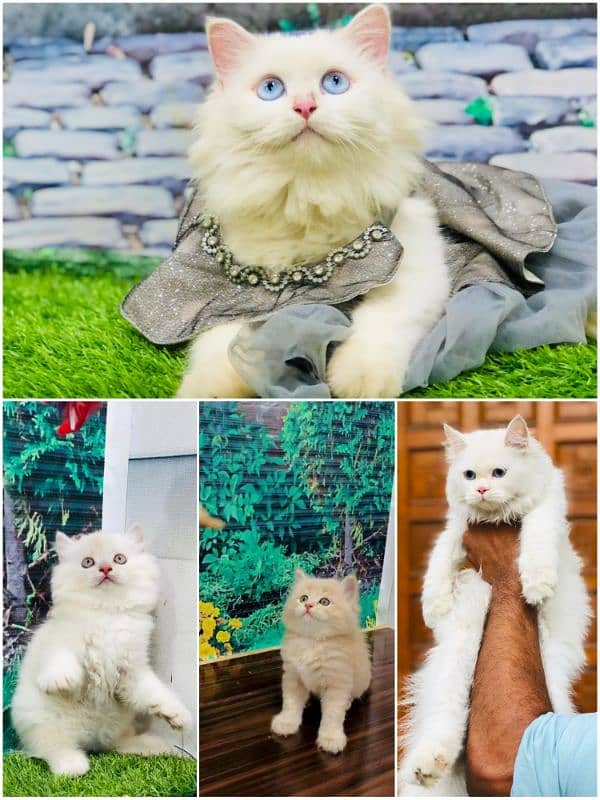 Persian Punch face triple coat cat Kitten 0