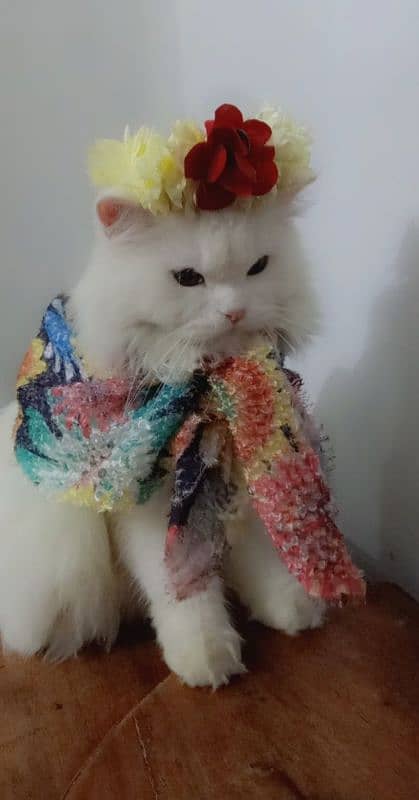 Persian cat male 1