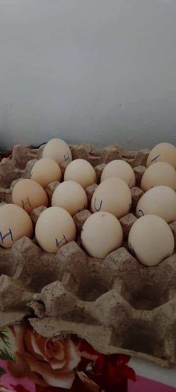 Heera aseel eggs 1