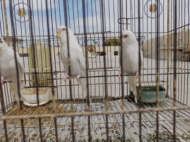 Australian parrot and red eyes 2