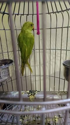 Green Ring Nack Parrot