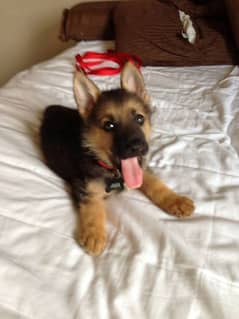 German shepherd puppies Double CoatWhatsapp 03409248037