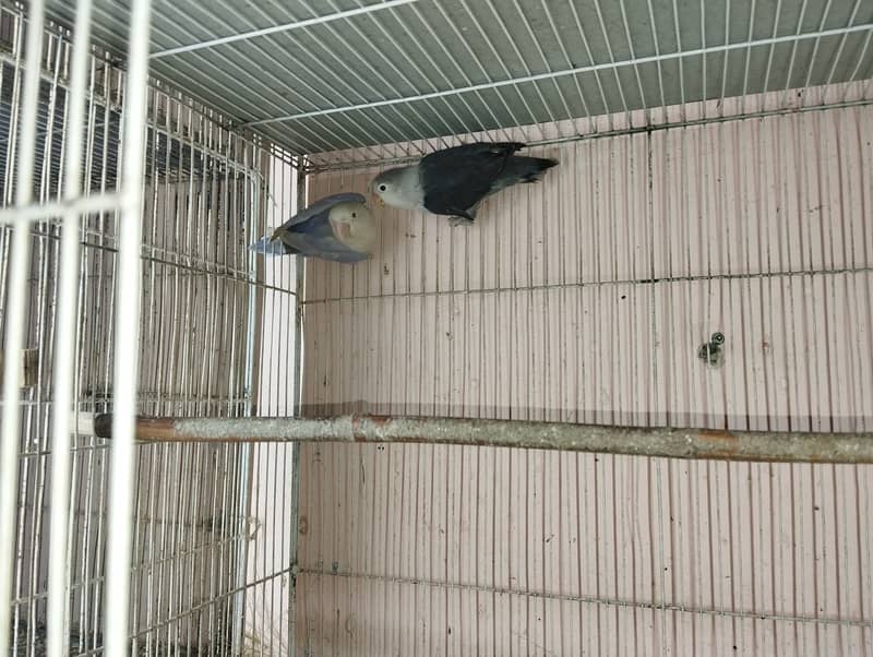 Pale Fellow Creamino Decino Albinos Red Eyes Splits Parrots 1096778638