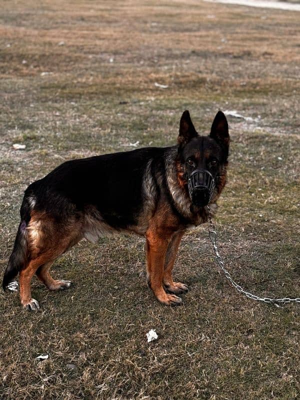 German sheiferd 0