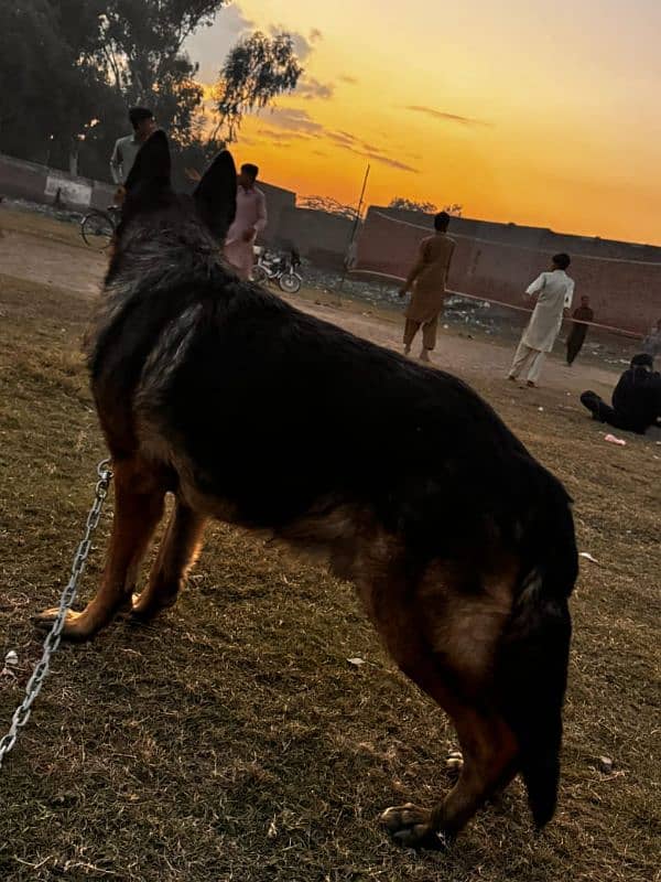 German sheiferd 3