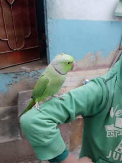 green parrot