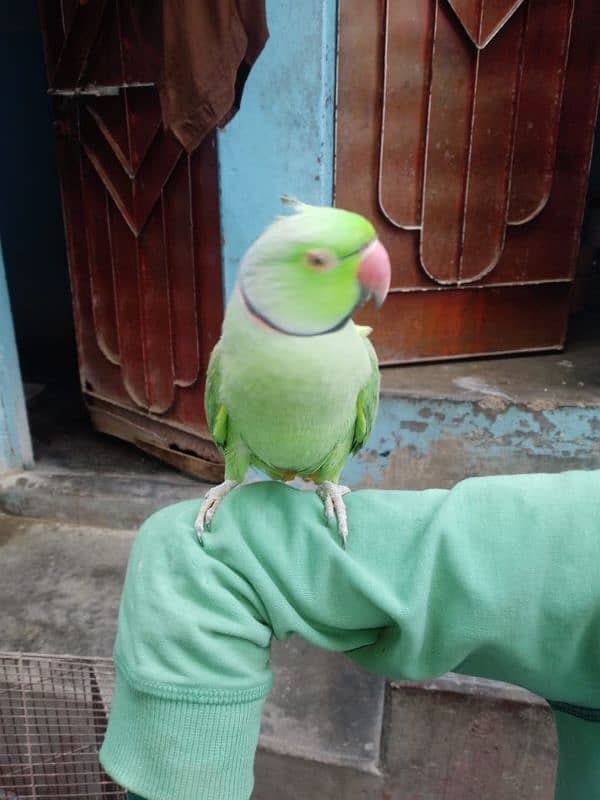 green parrot 1