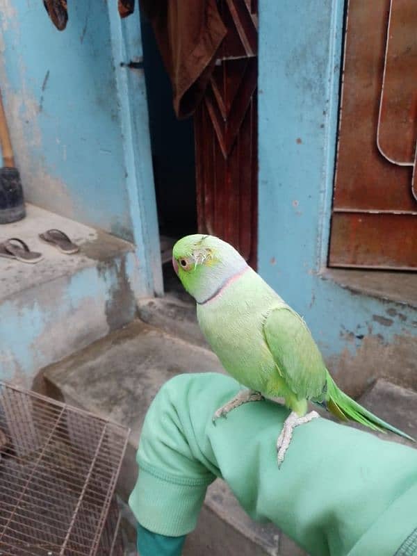 green parrot 2