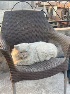 triple coated 100% guaranteed full size male white colour sky blueeyes