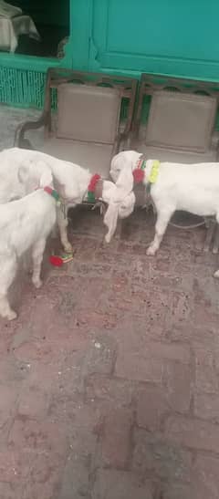 rajanpuri goats