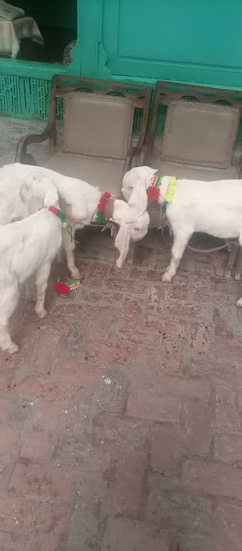 rajanpuri goats 0