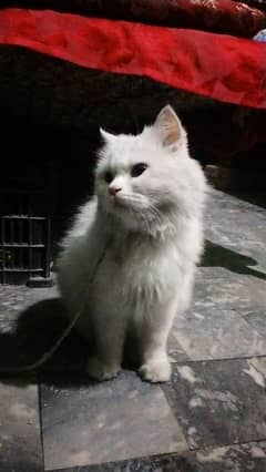 Persian female cat