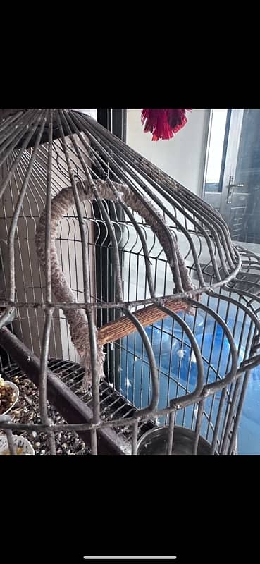 mein parrot ki cage sell karaha hoon strong road 4