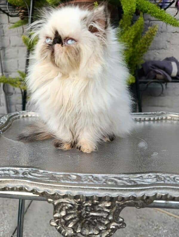 High quality peke faced chocolate point Himalayan 1