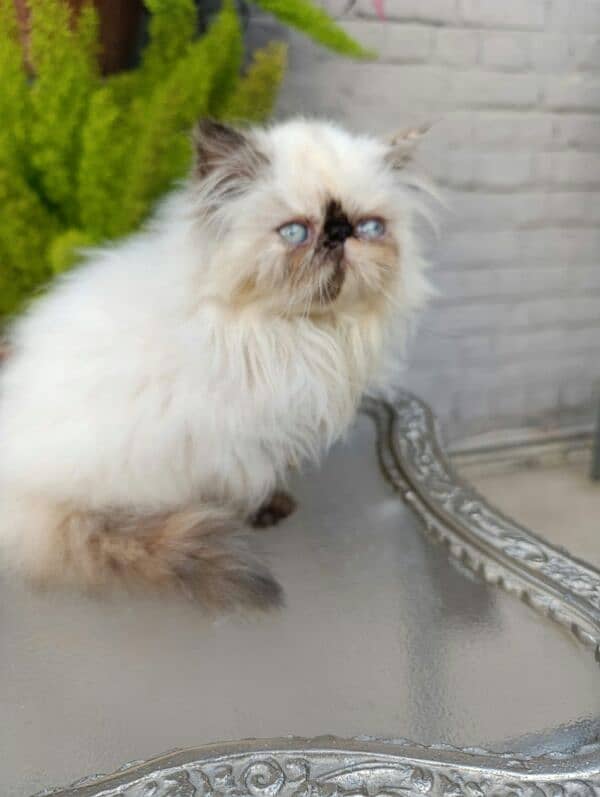 High quality peke faced chocolate point Himalayan 2