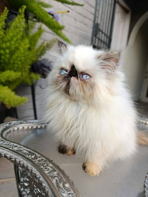 High quality peke faced chocolate point Himalayan 3