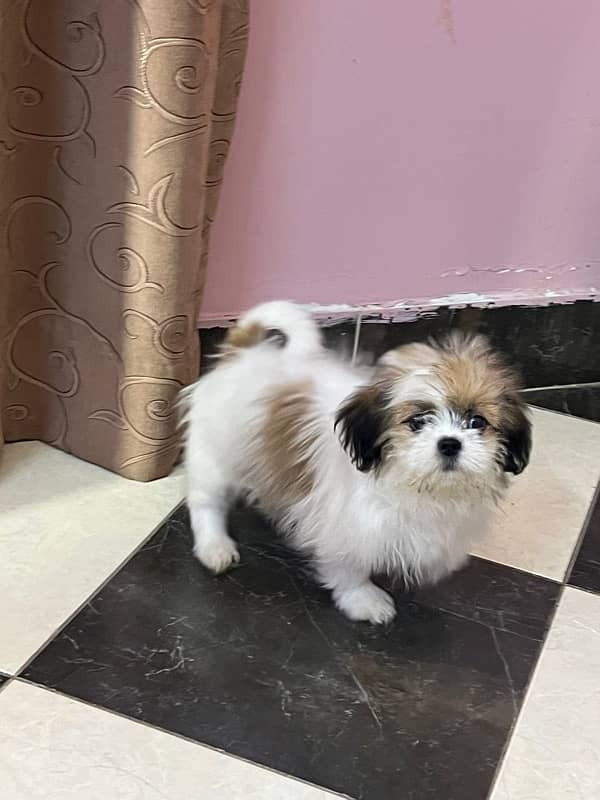 Shih tzu 0