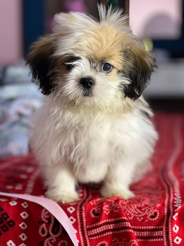 Shih tzu 1