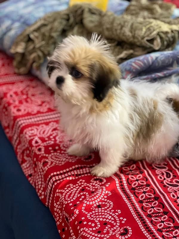 Shih tzu 2