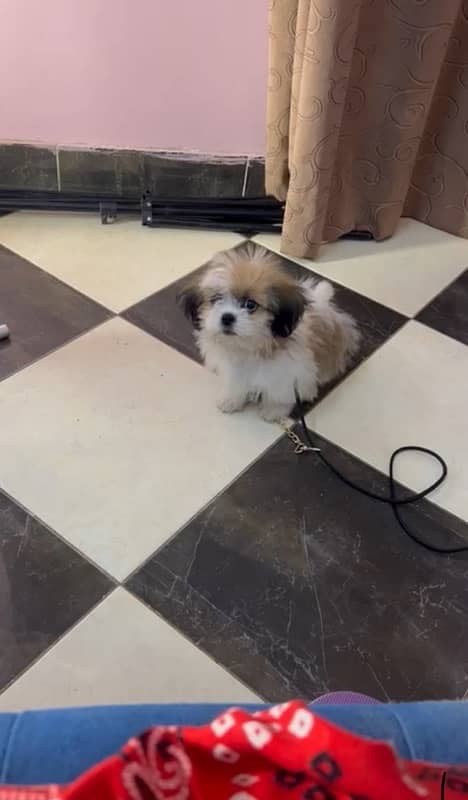 Shih tzu 3