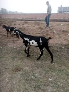 Khoobsurat bakri for sale