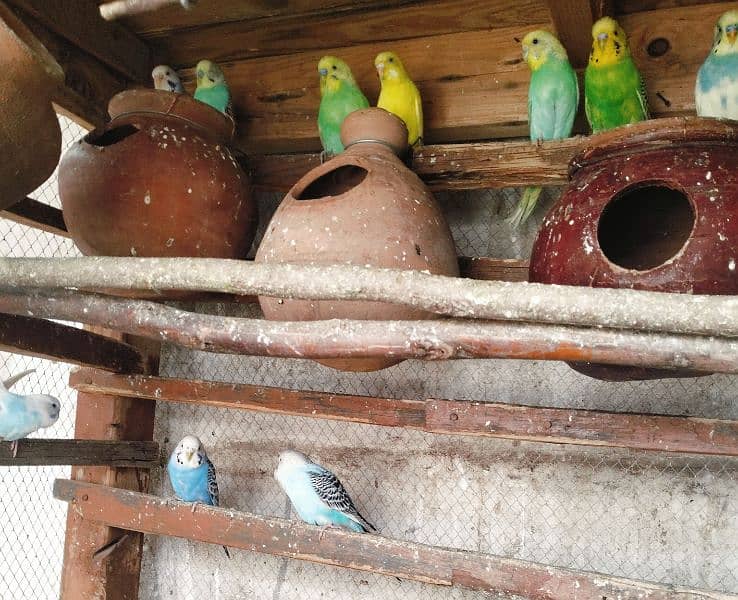 Australian parrot Breeder budgies 03444859901 3