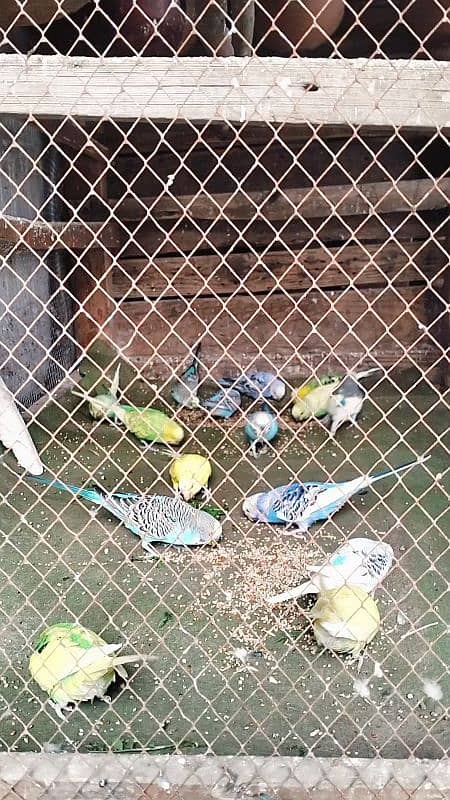 Australian parrot Breeder budgies 03444859901 7