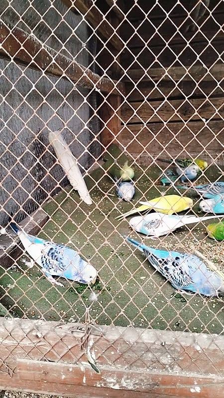 Australian parrot Breeder budgies 03444859901 10