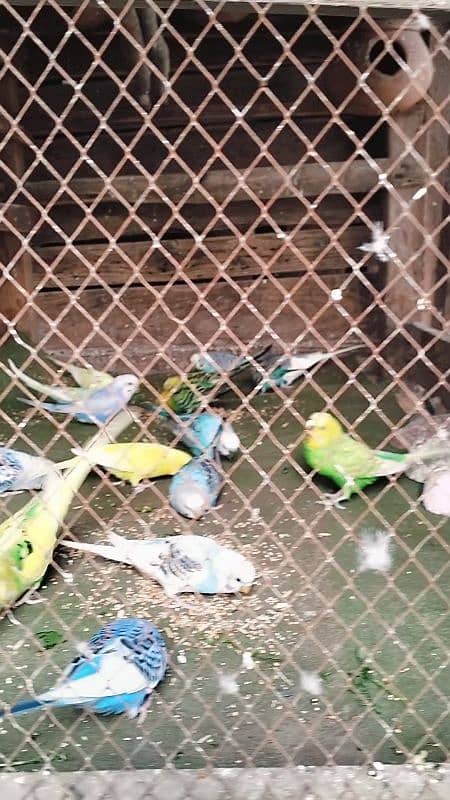 Australian parrot Breeder budgies 03444859901 11