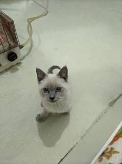 Siamese kitten Male