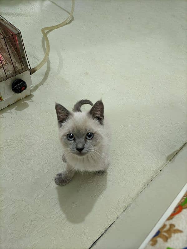 Siamese kitten Male 0