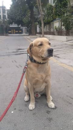 Golden Labrador