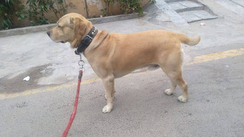 Golden Labrador 3