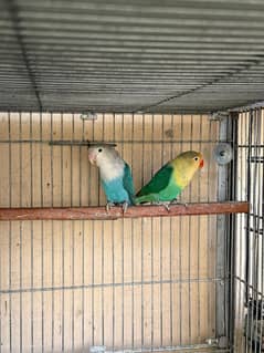 lovebirds for sale