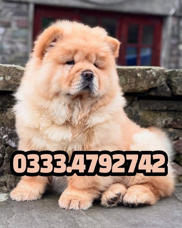 chow chow puppies available 0333,4792742 0