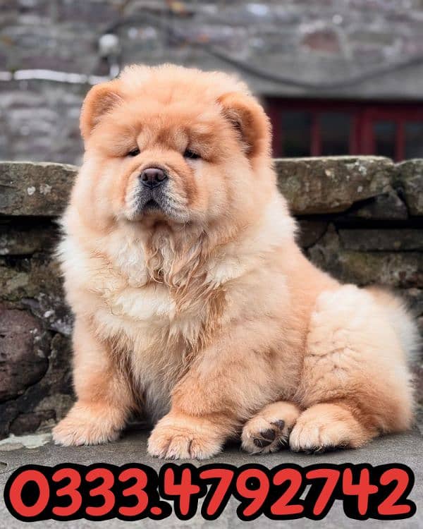 chow chow puppies available 0333,4792742 1