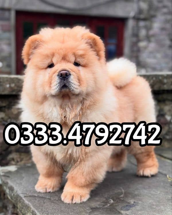 chow chow puppies available 0333,4792742 2