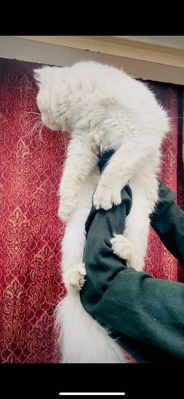 extreme Big Persian male for sale 03069761280 2