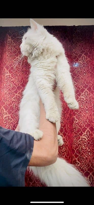 extreme Big Persian male for sale 03069761280 3