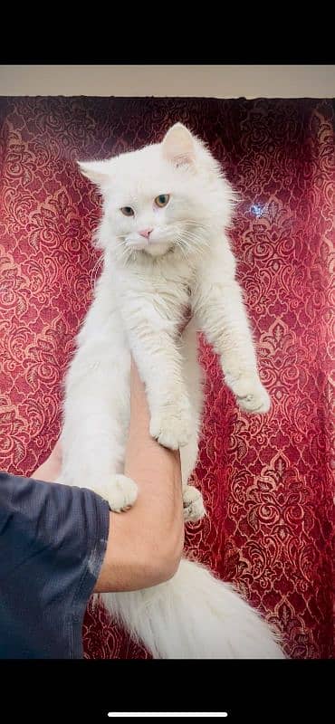 extreme Big Persian male for sale 03069761280 4