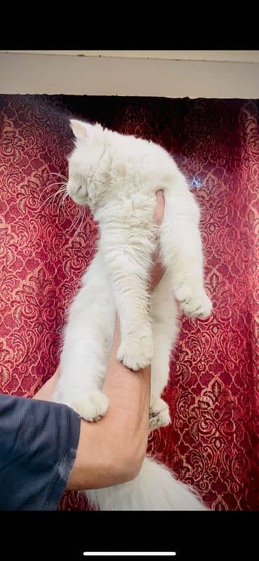 extreme Big Persian male for sale 03069761280 5