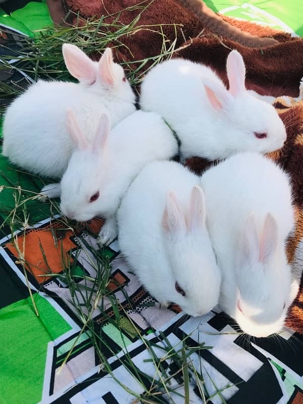 Rabbit Red Eyes Babies 0