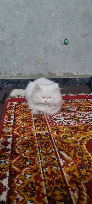 Persian Mal Cat 0