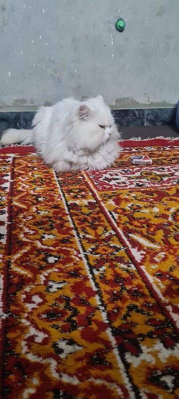 Persian Mal Cat 1