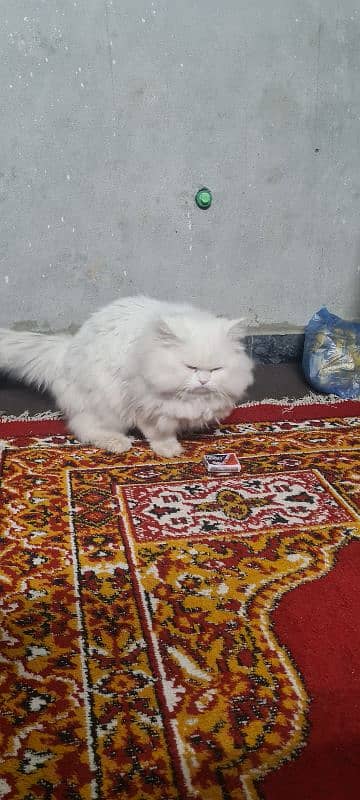 Persian Mal Cat 2