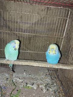 king Size budgie pair