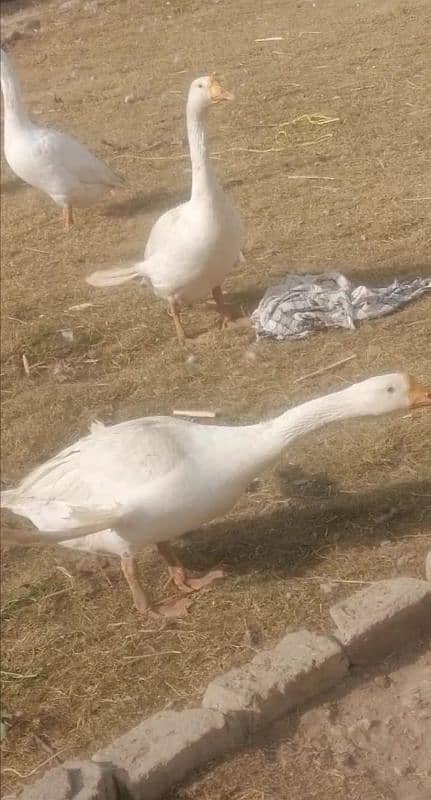 long neck ducks pair 1