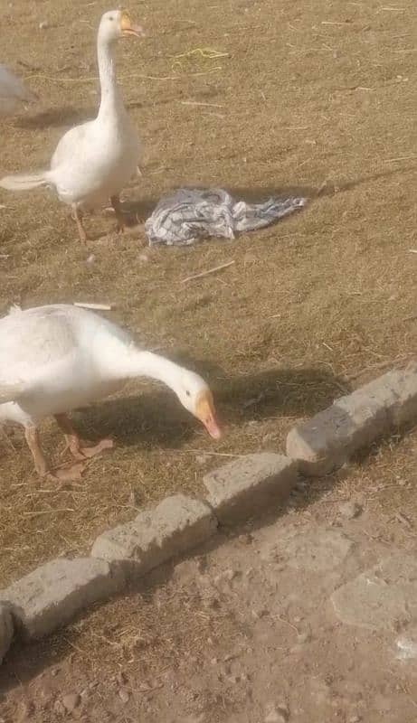 long neck ducks pair 2