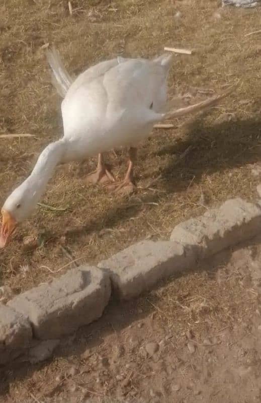 long neck ducks pair 3