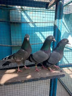 pure breeder pairs high flying pigeon for sale